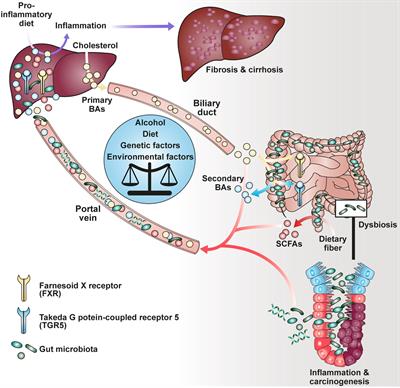 The Role of Short-Chain Fatty Acids and Bile Acids in Intestinal and Liver Function, Inflammation, and Carcinogenesis